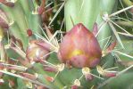 PICTURES/Wildflowers - Desert in Bloom/t_Lavender Spikes4.JPG